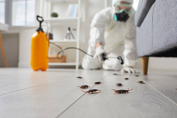 Commercial Rodent Management in Larkspur